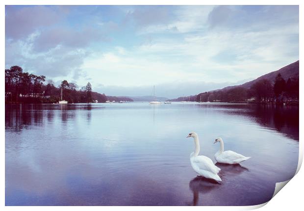 Swans on the shore of Lake Windermere at dawn. Cum Print by Liam Grant