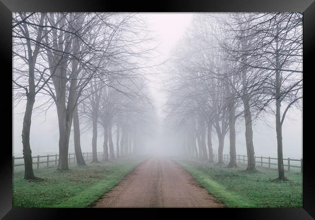 Avenue of trees beside a country road in fog. Norf Framed Print by Liam Grant