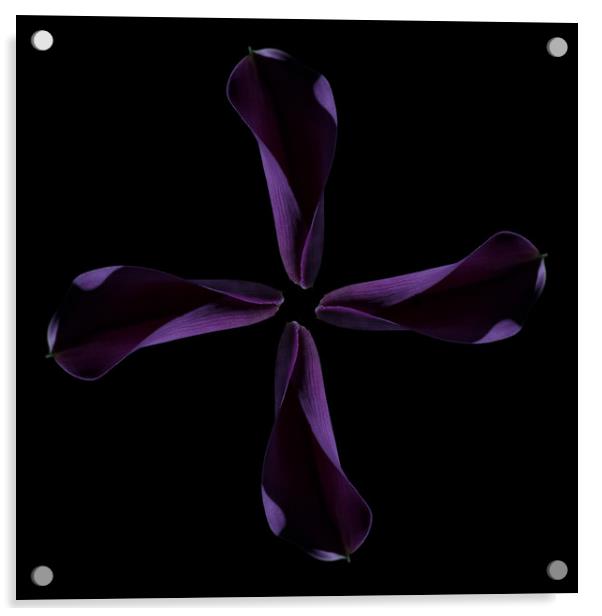 Calla Cross Acrylic by Steve Purnell