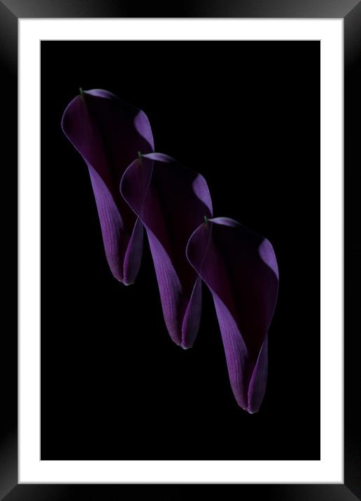 Calla Climb Framed Mounted Print by Steve Purnell