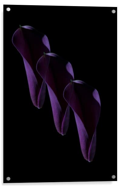 Calla Climb Acrylic by Steve Purnell