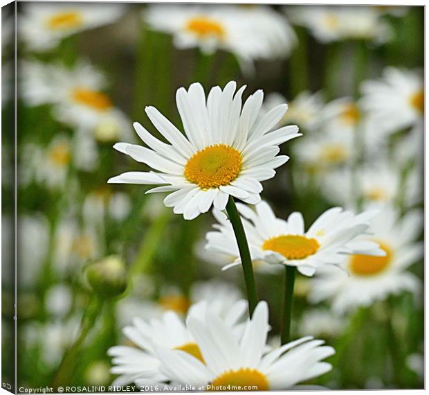 "DAISY FIELD" Canvas Print by ROS RIDLEY
