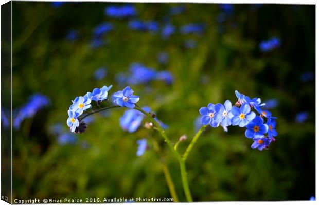 Forget Me Not Canvas Print by Brian Pearce