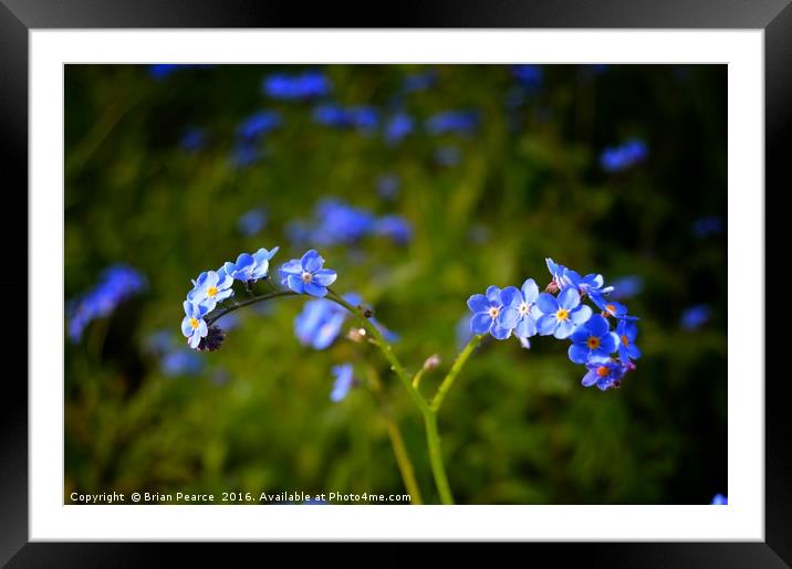 Forget Me Not Framed Mounted Print by Brian Pearce