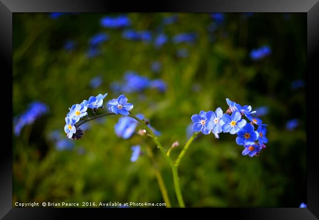Forget Me Not Framed Print by Brian Pearce