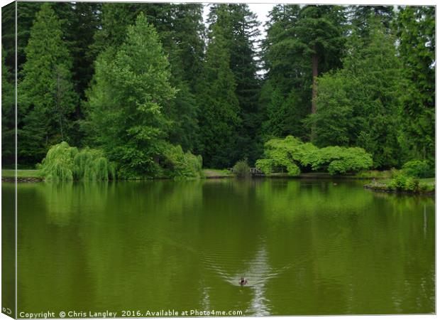 The Moody Greens of the Temperate Rain Forest Pond Canvas Print by Chris Langley