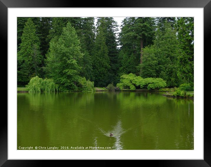 The Moody Greens of the Temperate Rain Forest Pond Framed Mounted Print by Chris Langley