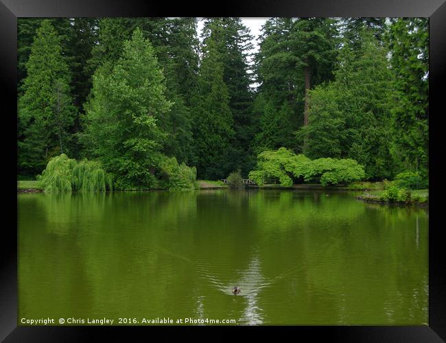 The Moody Greens of the Temperate Rain Forest Pond Framed Print by Chris Langley