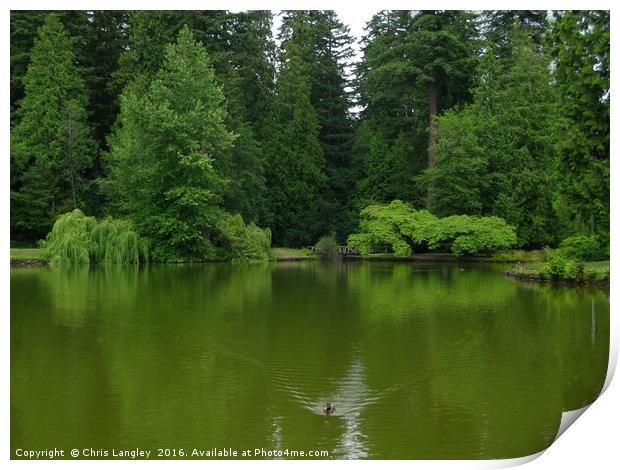 The Moody Greens of the Temperate Rain Forest Pond Print by Chris Langley