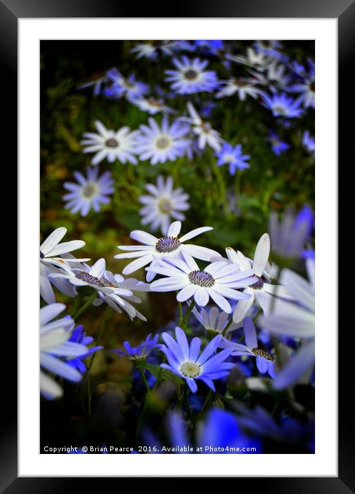 Blue Daisy Framed Mounted Print by Brian Pearce