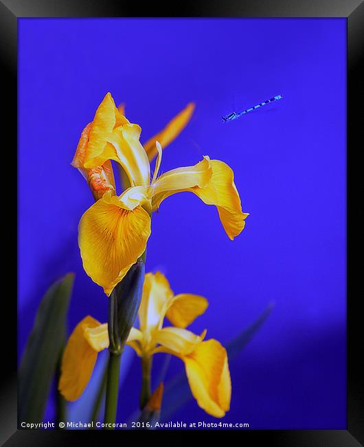 Blue To Yellow Framed Print by Michael Corcoran