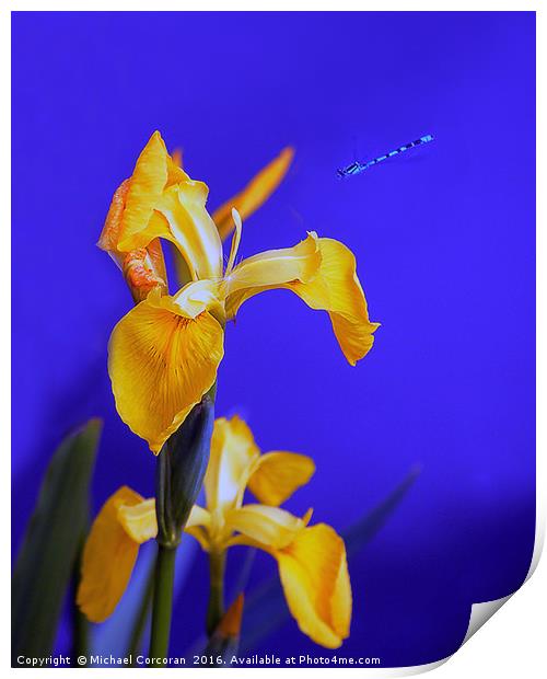 Blue To Yellow Print by Michael Corcoran