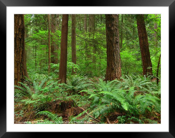 Verdant Understory of the Temperate Rain Forest Framed Mounted Print by Chris Langley