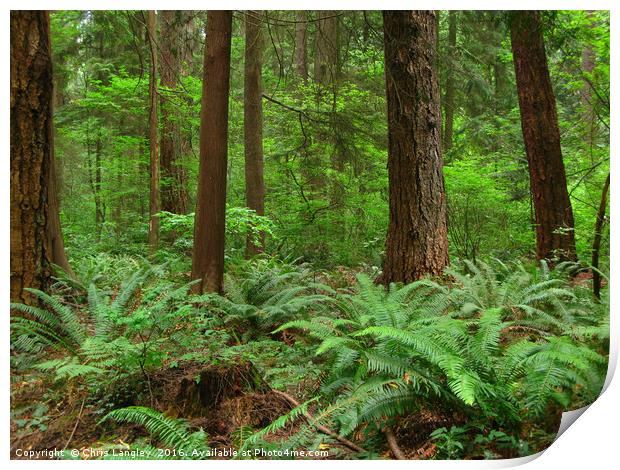 Verdant Understory of the Temperate Rain Forest Print by Chris Langley