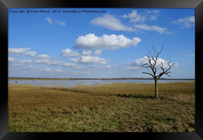 Tollesbury Marshes Framed Print by Diana Mower