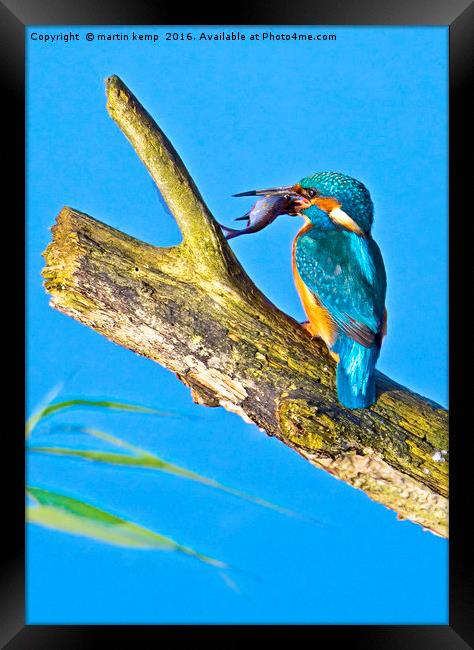 Kingfisher  Framed Print by Martin Kemp Wildlife