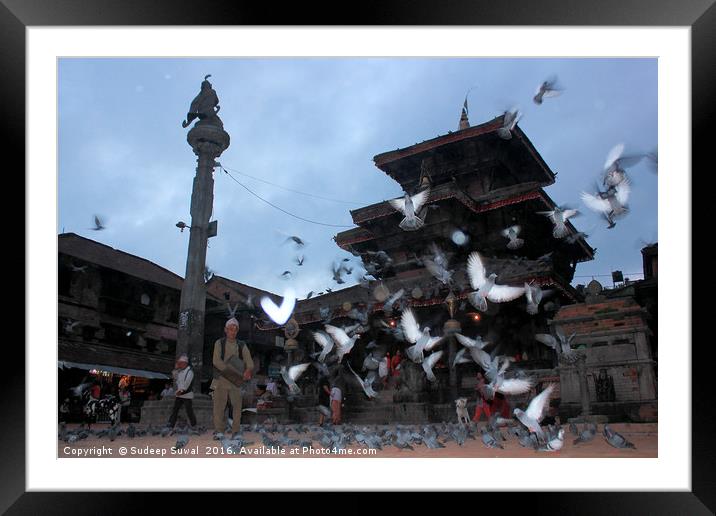 Bird Feeding Framed Mounted Print by Sudeep Suwal