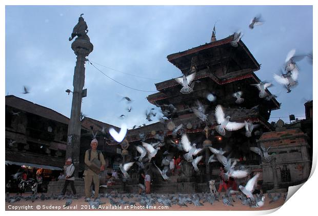 Bird Feeding Print by Sudeep Suwal