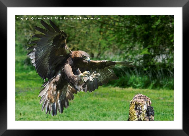 Golden eagle Framed Mounted Print by shawn bullock