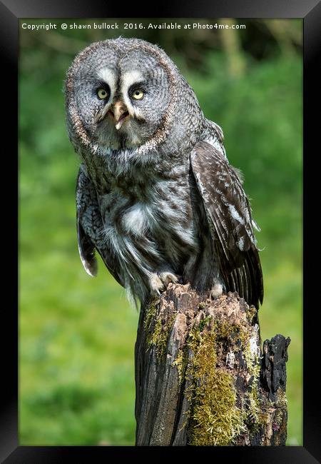great grey owl Framed Print by shawn bullock