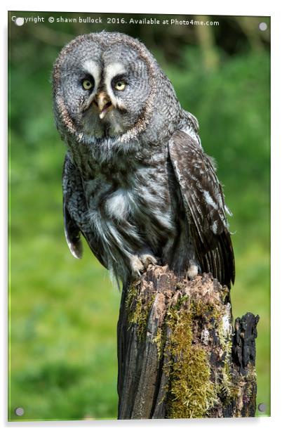 great grey owl Acrylic by shawn bullock