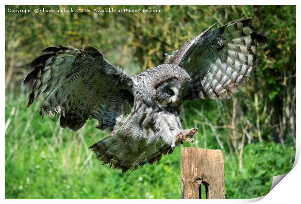 great grey owl Print by shawn bullock