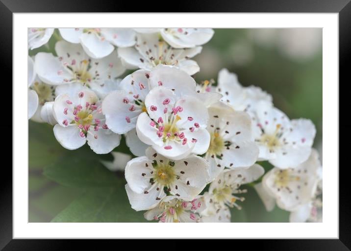                                     Blossom Framed Mounted Print by Paul Trembling