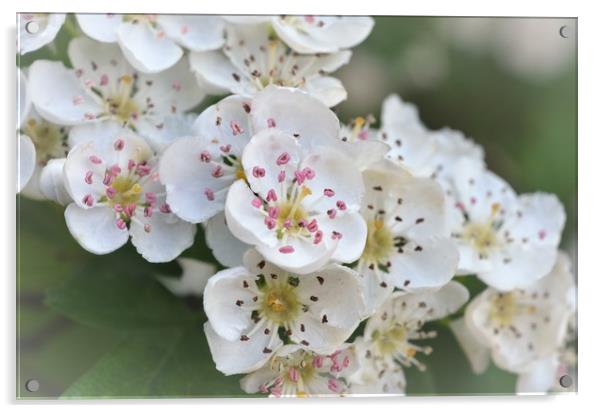                                     Blossom Acrylic by Paul Trembling