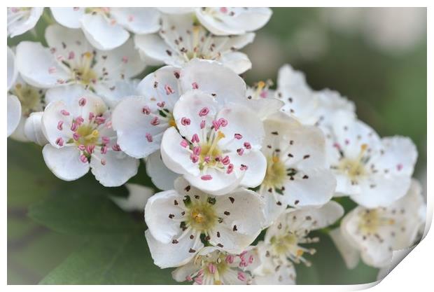                                     Blossom Print by Paul Trembling