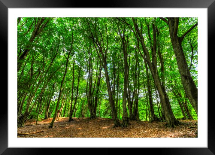 The Ancient English Forest Framed Mounted Print by David Pyatt