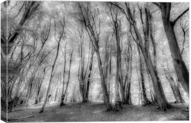 The Ghostly Forest Canvas Print by David Pyatt