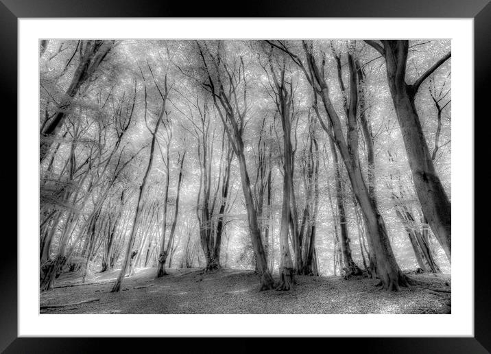The Ghostly Forest Framed Mounted Print by David Pyatt