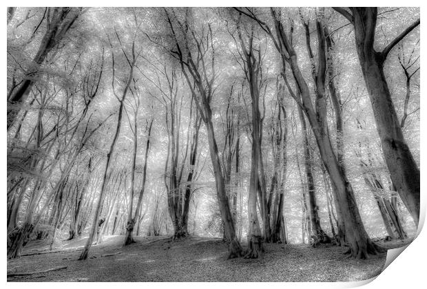 The Ghostly Forest Print by David Pyatt