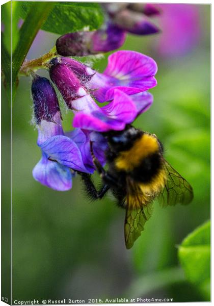 Busy bee Canvas Print by Russell Burton