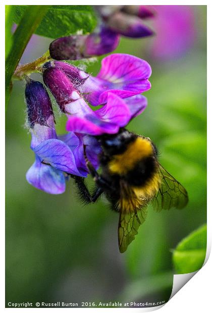 Busy bee Print by Russell Burton