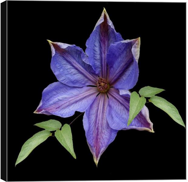 A garden clematis Canvas Print by Henry Horton