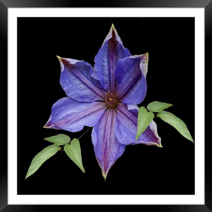 A garden clematis Framed Mounted Print by Henry Horton