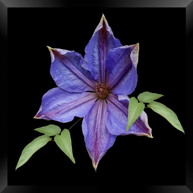 A garden clematis Framed Print by Henry Horton