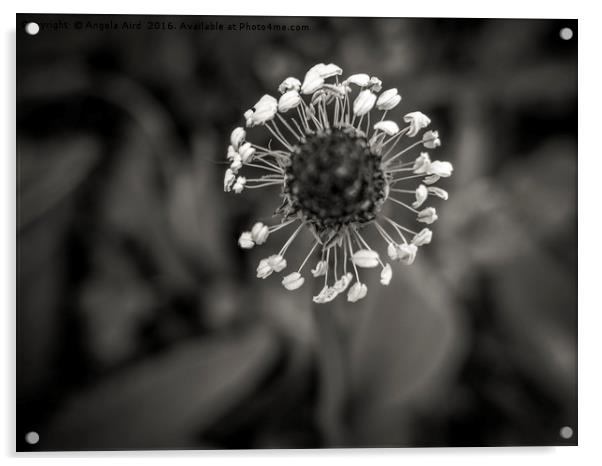 Dandelion. Acrylic by Angela Aird