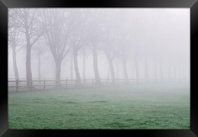 Fence beside an avenue of trees in fog. Norfolk, U Framed Print by Liam Grant