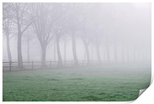Fence beside an avenue of trees in fog. Norfolk, U Print by Liam Grant