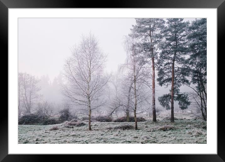 Trees and fog on a frosty morning. Santon Downham, Framed Mounted Print by Liam Grant