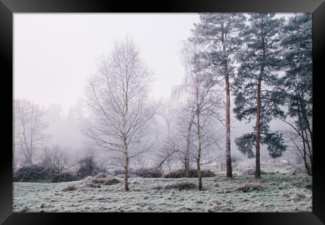 Trees and fog on a frosty morning. Santon Downham, Framed Print by Liam Grant