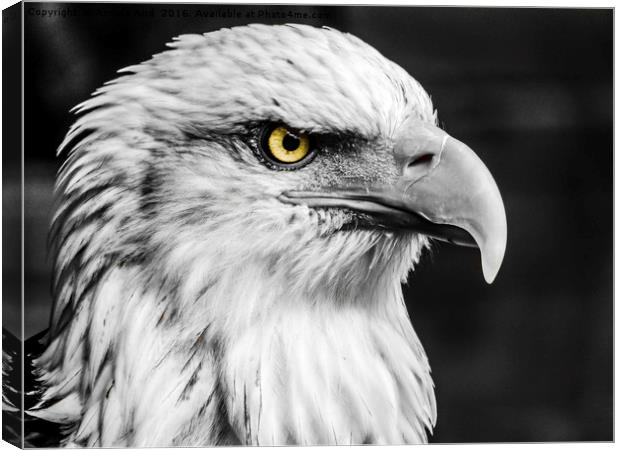 Eagle. Canvas Print by Angela Aird