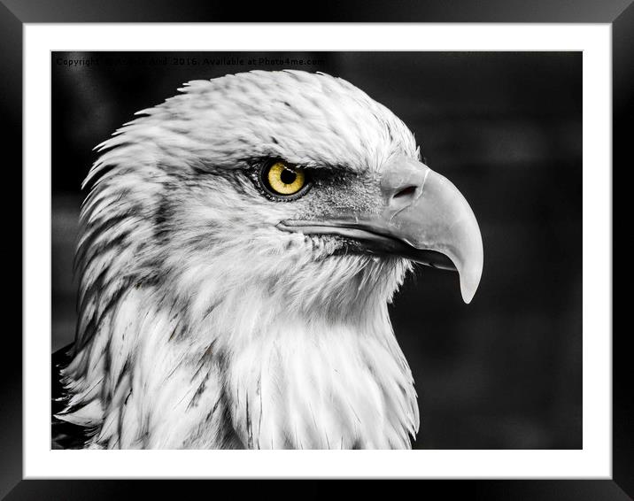 Eagle. Framed Mounted Print by Angela Aird