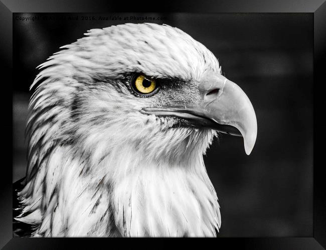Eagle. Framed Print by Angela Aird