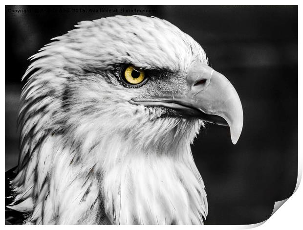 Eagle. Print by Angela Aird
