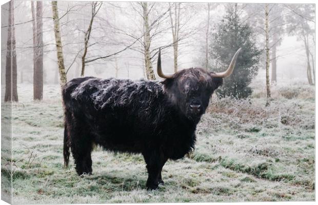 Black highland cow covered in frost on a winters m Canvas Print by Liam Grant