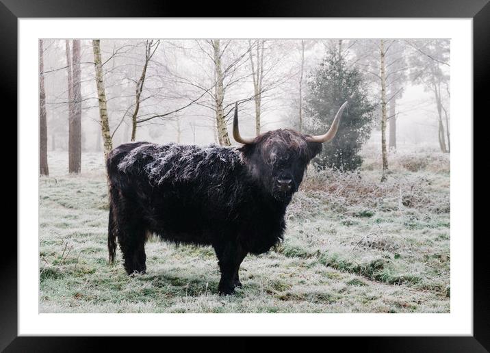 Black highland cow covered in frost on a winters m Framed Mounted Print by Liam Grant