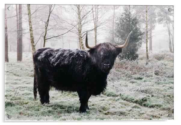 Black highland cow covered in frost on a winters m Acrylic by Liam Grant